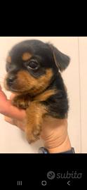 Yorkshire terrier cuccioli