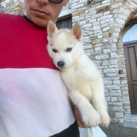 Siberian Husky con pedigree Enci