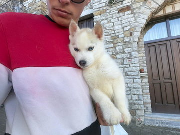 Siberian Husky con pedigree Enci