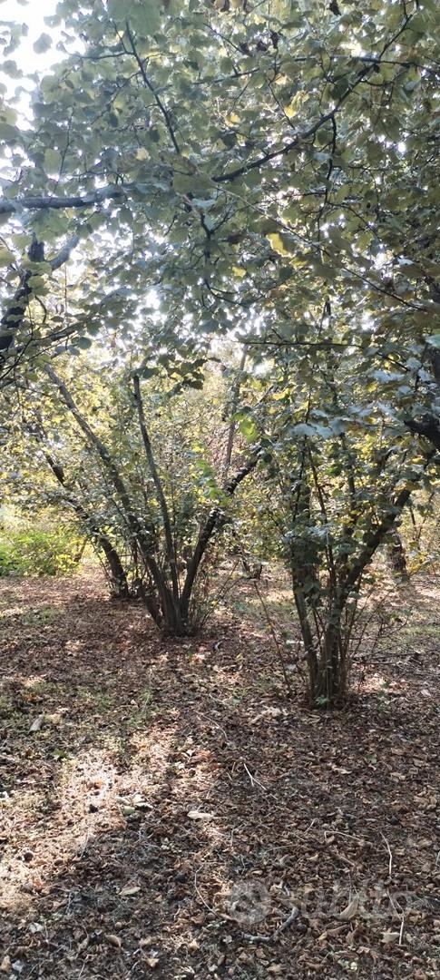 Terreno noci e nocciole a Striano - Altro
