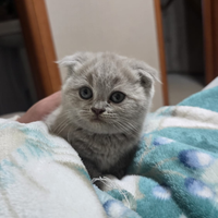 Scottish fold