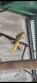 Parrocchetto dal collare cleartail