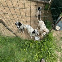 Vendita setter