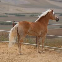 Haflinger