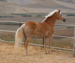 Haflinger