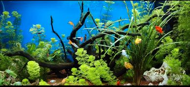 acquario