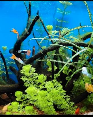 acquario