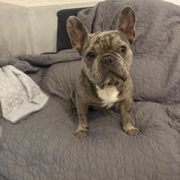 Bulldog merle per monta