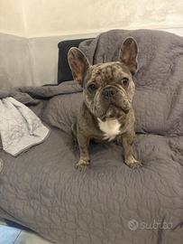 Bulldog merle per monta