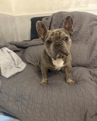 Bulldog merle per monta