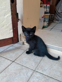Gattino di tre mesi