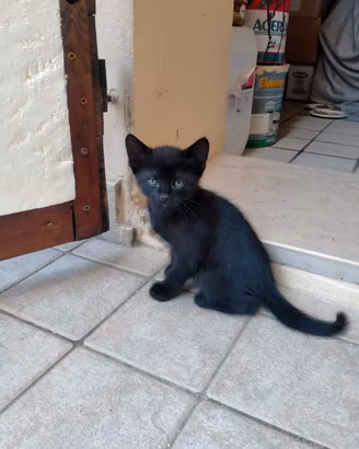 Gattino di tre mesi