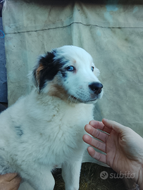 Cuccioli pastore australiano