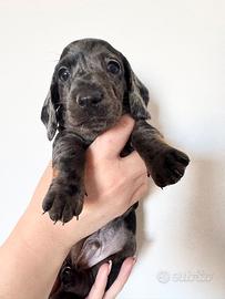 Cuccioli di bassotto