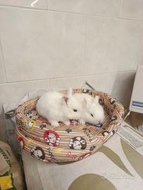 Conigli nani piccoli