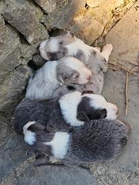 Cuccioli border collie