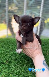 Chihuahua pelo corto maschio piccolissimo Choco