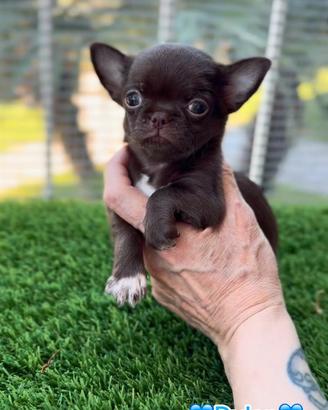 Chihuahua pelo corto maschio piccolissimo Choco