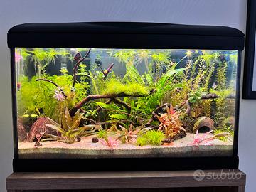 Piante acquario