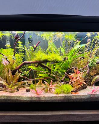Piante acquario