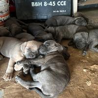 Disponibili Cuccioli di Cane corso