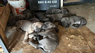 Disponibili Cuccioli di Cane corso