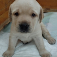 Cuccioli di labrador