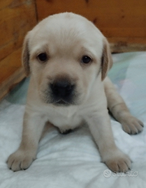 Cuccioli di labrador