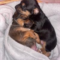 Dolcissimi cuccioli di incrocio Jack Russell