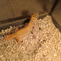 Geco leopardino