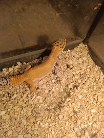 Geco leopardino