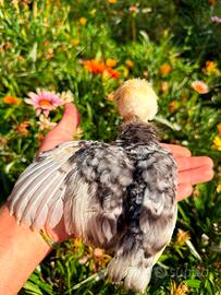 Pulcino olandese nana ciuffata sparviero