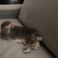 Coniglio Minilop grigio e crema