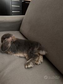 Coniglio Minilop grigio e crema