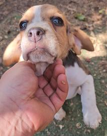 Cucciola Beagle