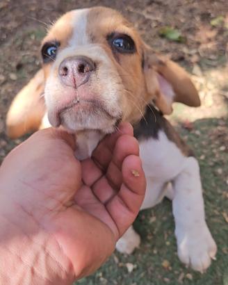 Cucciola Beagle