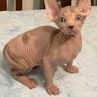 Sphynx canadese con pedigree