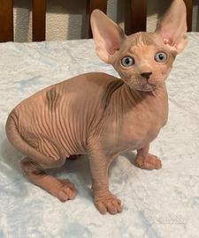 Sphynx canadese con pedigree