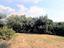 Immagine 27