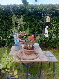 Olivastro bonsai