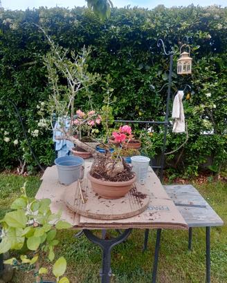 Olivastro bonsai