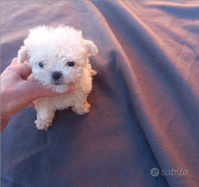 Barboncino bianco candido mini toy