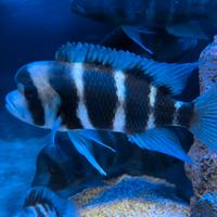 Ciclidi tanganica frontosa leleupi julidochromis