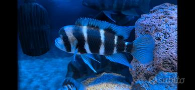 Ciclidi tanganica frontosa leleupi julidochromis