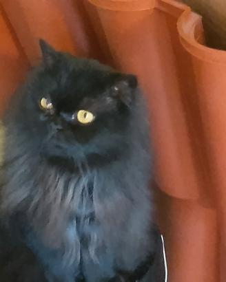 GATTO D ANGORA MASCHIO ADULTO