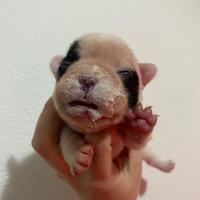 Cuccioli di buldog francese