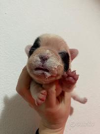 Cuccioli di buldog francese