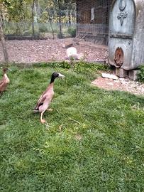 Maschio anatra corritrice