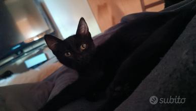 Gattina di casa
