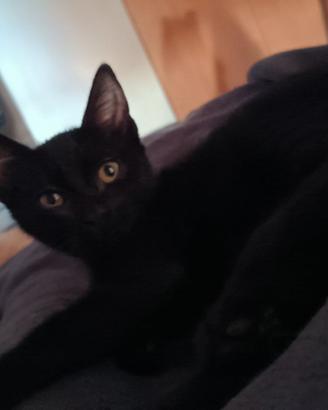Gattina di casa